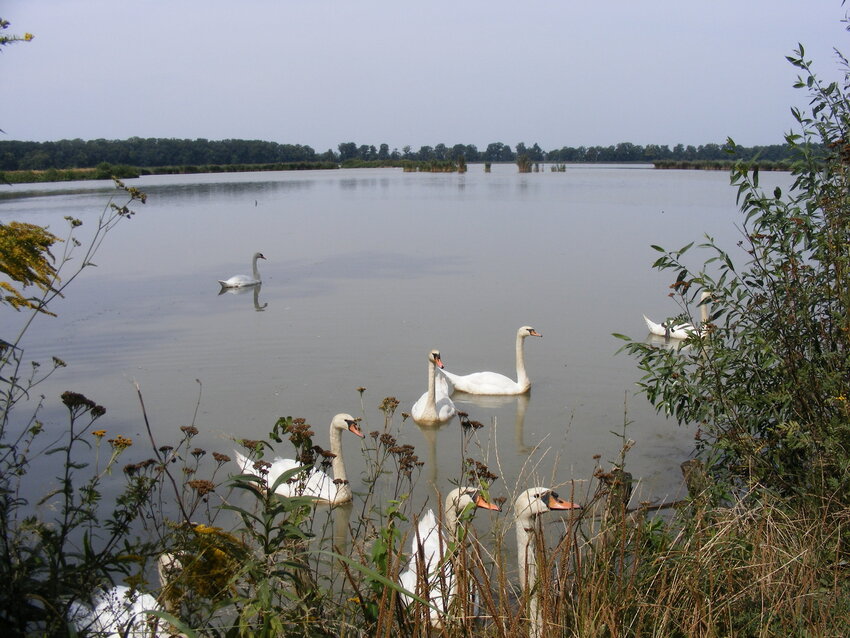 Powiększ: 